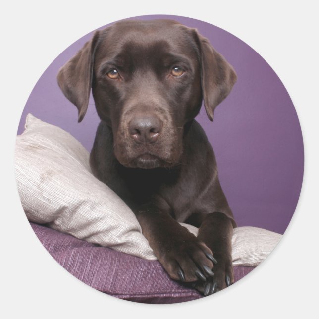 Schokolade Brawn Labrador Retriever Hundeaufkleber Runder Aufkleber (Vorderseite)