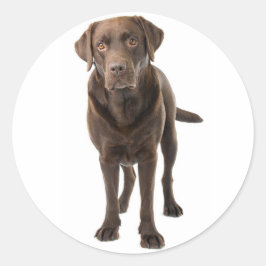 Schokolade Brawn Labrador Retriever Puppy Dog Runder Aufkleber