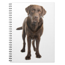Schokolade Brawn Labrador Retriever Puppy Notebook