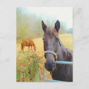 Schokolade Brown Pferd Postkarte
