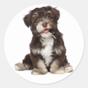 Schokolade Brown & White Havanese Welpensticker Runder Aufkleber