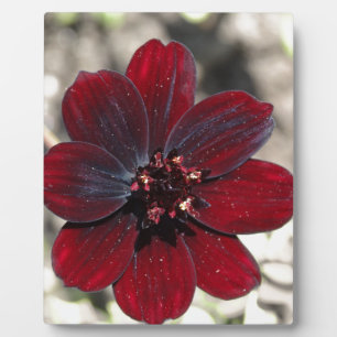 Schokolade Kosmos-Blume Fotoplatte