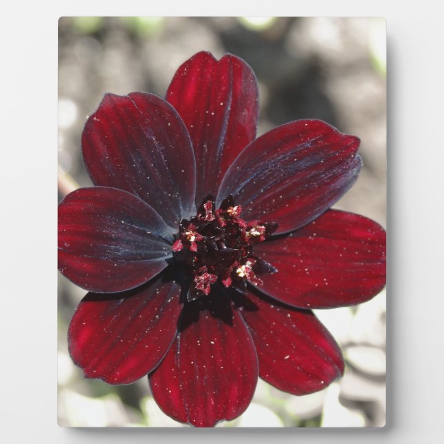 Schokolade Kosmos-Blume Fotoplatte (Vorderseite)