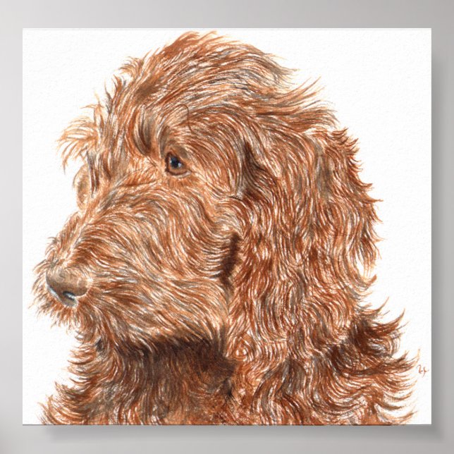 Schokolade Labradoodle #2 Print Poster (Vorne)
