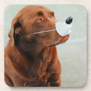 Schokolade Labrador, das eine Fake-Nase trägt Getränkeuntersetzer