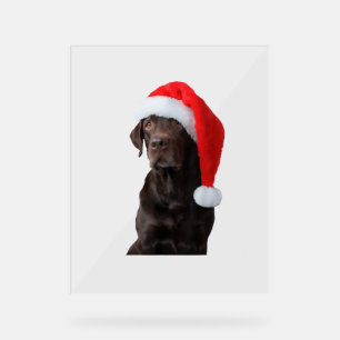 Schokolade Labrador Dog Portrait Weihnachtsmannmüt Acrylschild
