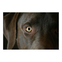 Schokolade Labrador Eyes Poster