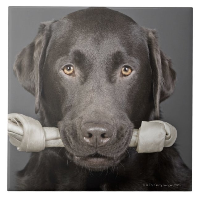 Schokolade Labrador Fliese (Vorderseite)