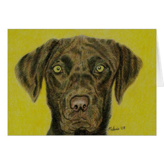 Schokolade Labrador - Hershey