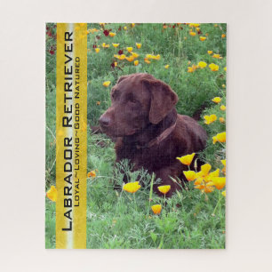 Schokolade Labrador in California Poppy Patch