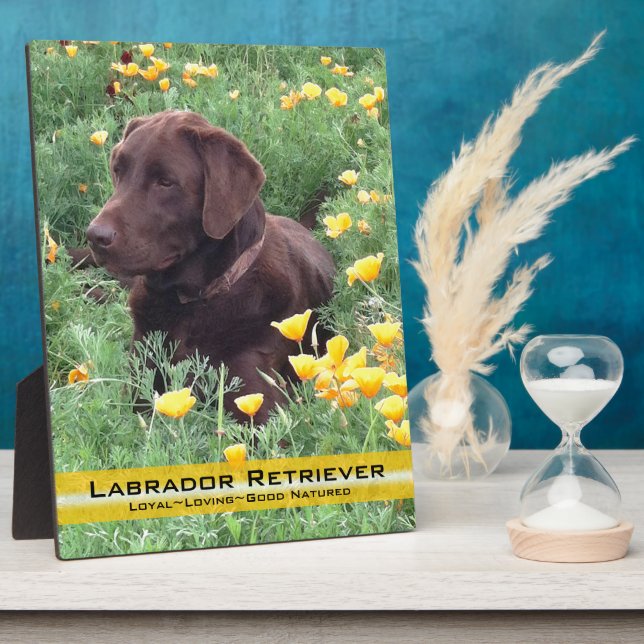 Schokolade Labrador in California Poppy Patch Fotoplatte (Seite)