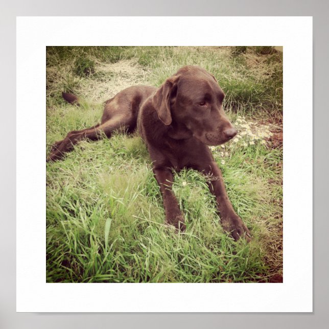 Schokolade Labrador in Grasfotografie Poster (Vorne)