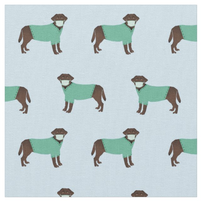 Schokolade Labrador in Scrubs hellblau Stoff (Nahaufnahme)