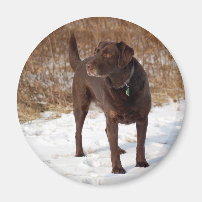 Schokolade-Labrador-Magnet Magnet (Vorne)