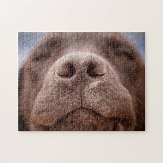 Schokolade-Labrador-Nase-Schließung (Horizontal)
