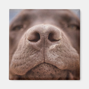 Schokolade-Labrador-Nase-Schließung Magnet