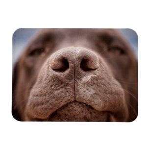 Schokolade-Labrador-Nase-Schließung Magnet