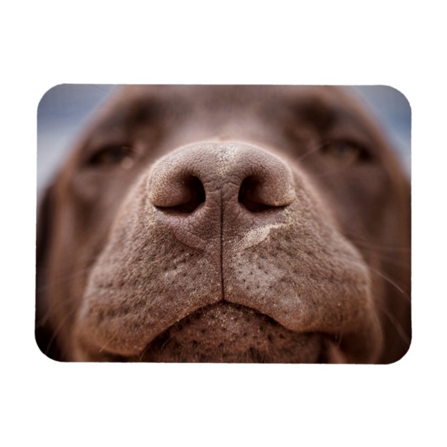 Schokolade-Labrador-Nasennähe Magnet (Horizontal)