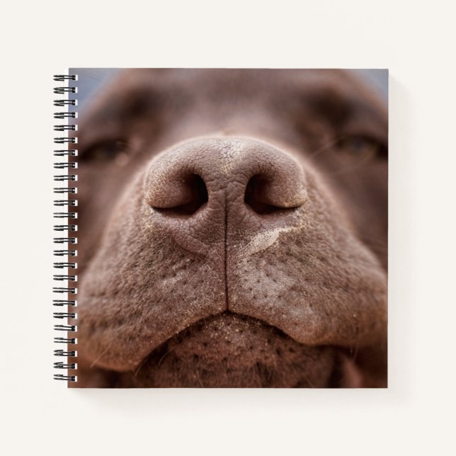 Schokolade-Labrador-Nasennähe Notizbuch (Vorderseite)