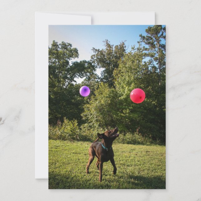 Schokolade Labrador Party Einladung (Vorderseite)