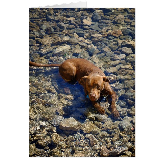 Schokolade Labrador Pit Mix Dog auf den Felsen (Vorne)