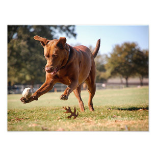 Schokolade Labrador Pit Mix Dog Chasing Ball Fotodruck