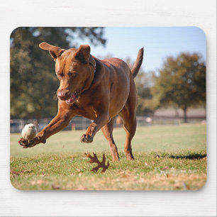Schokolade Labrador Pit Mix Dog Chasing Ball Mousepad