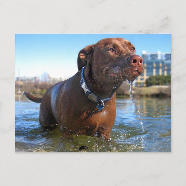 Schokolade Labrador Pit Mix Dog Drooling Postkarte (Vorderseite)