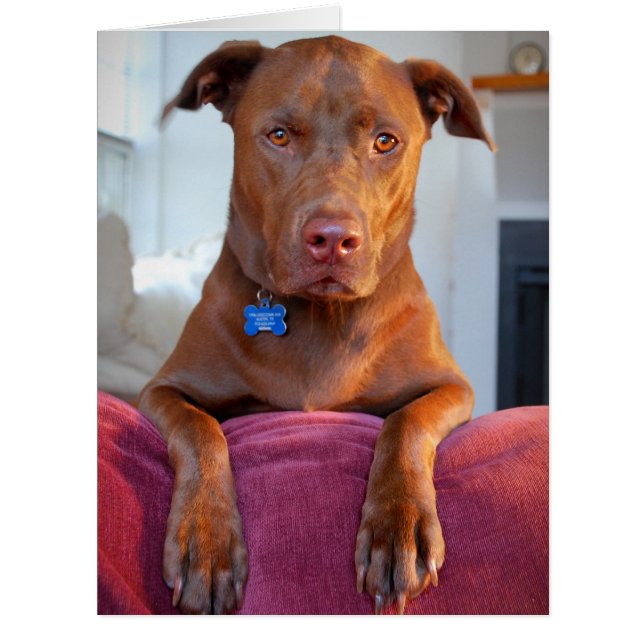 Schokolade Labrador Pit Mix Dog Portrait (Vorderseite)