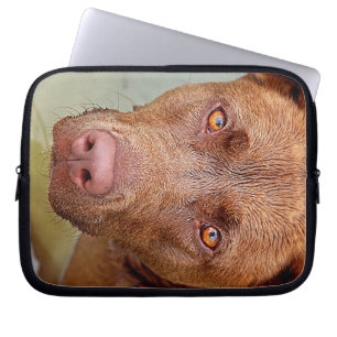 Schokolade Labrador Pit Mix Dog Portrait 2 Laptopschutzhülle