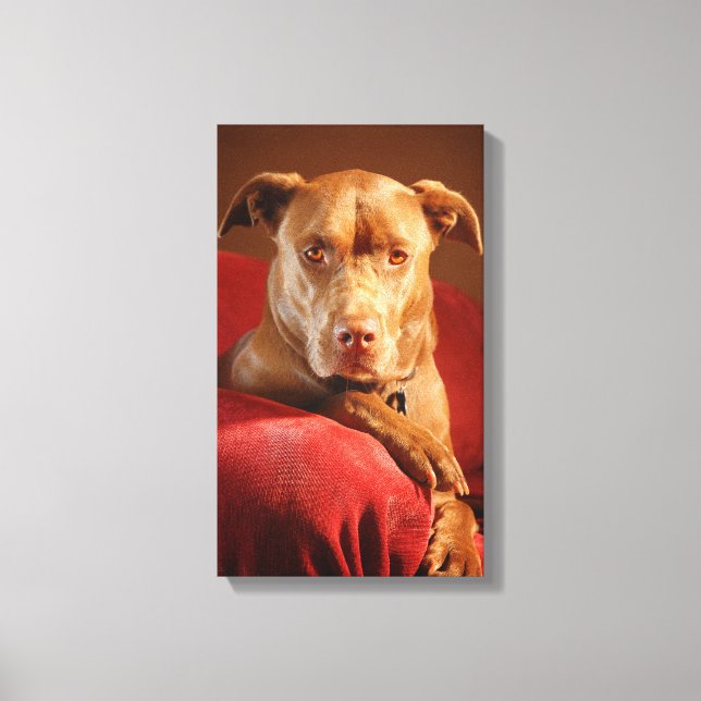 Schokolade Labrador Pit Mix Dog Portrait 3 Leinwanddruck (Vorderseite)