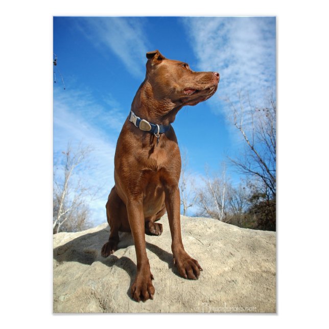 Schokolade Labrador Pit Mix Dog Portrait 6 Fotodruck (Vorne)