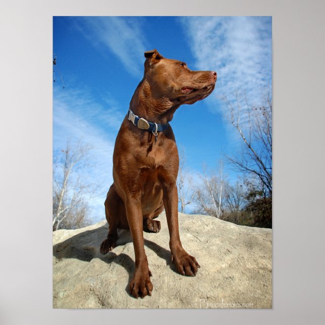 Schokolade Labrador Pit Mix Dog Portrait 6 Poster (Vorne)
