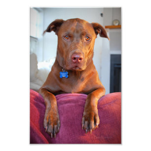 Schokolade Labrador Pit Mix Dog Portrait Fotodruck