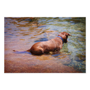 Schokolade Labrador Pit Mix Dog Schwimmen 10 Fotodruck