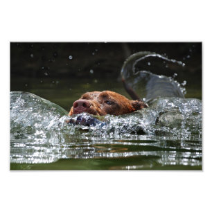 Schokolade Labrador Pit Mix Dog Schwimmen 5 Fotodruck