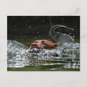 Schokolade Labrador Pit Mix Dog Schwimmen 5 Postkarte