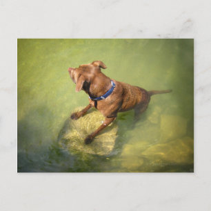 Schokolade Labrador Pit Mix Dog Schwimmen 6 Postkarte