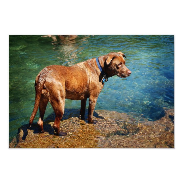 Schokolade Labrador Pit Mix Dog Wading 2 Fotodruck (Vorne)