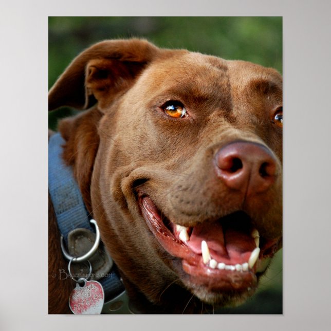 Schokolade Labrador Pit Mix Hund Happy Lächeln Poster (Vorne)