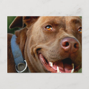 Schokolade Labrador Pit Mix Hund Happy Lächeln Postkarte