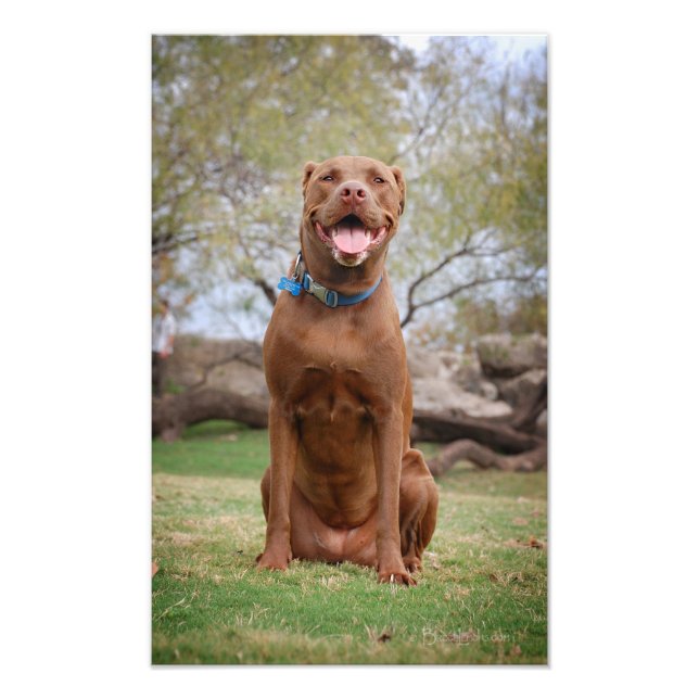 Schokolade Labrador Pit Mix Hund Lächeln 2 Fotodruck (Vorne)