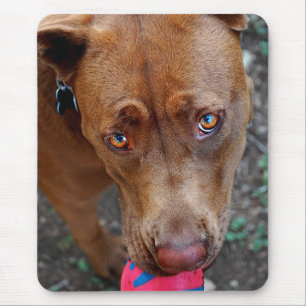 Schokolade Labrador Pit Mix Hund mit Ball 2 Mousepad