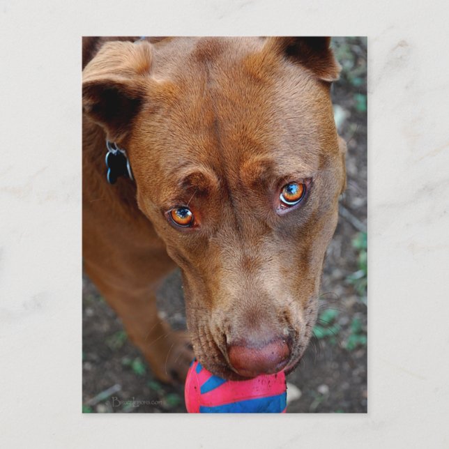 Schokolade Labrador Pit Mix Hund mit Ball 2 Postkarte (Vorderseite)