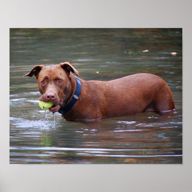 Schokolade Labrador Pit Mix Hund mit Ball Poster (Vorne)