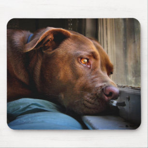 Schokolade Labrador Pit Puppy-Fenster beobachten Mousepad