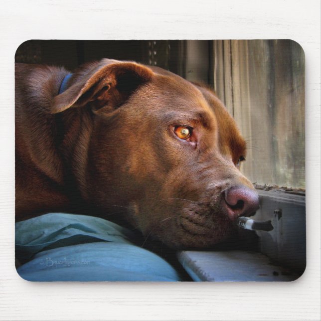 Schokolade Labrador Pit Puppy-Fenster beobachten Mousepad (Vorne)