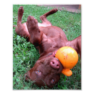 Schokolade Labrador Pit Puppy Playing mit Ball Fotodruck