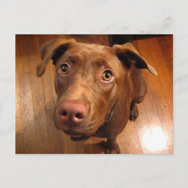 Schokolade Labrador Pit Puppy Plead Look Postkarte (Vorderseite)