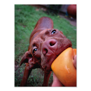 Schokolade Labrador Pit Puppy Tugging Ball Fotodruck